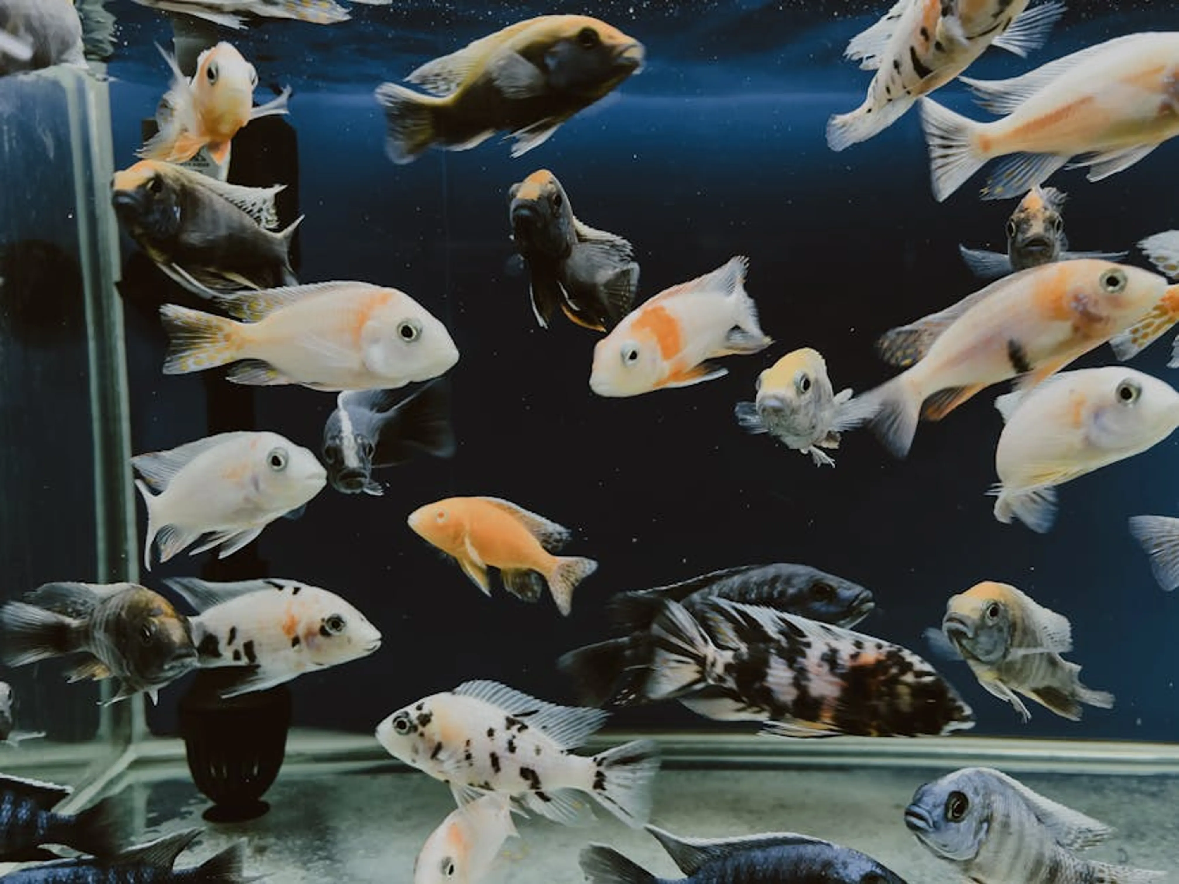 A vibrant display of various fish swimming in a clear aquarium tank. Fish being acclimated to a new aquarium using the drip method