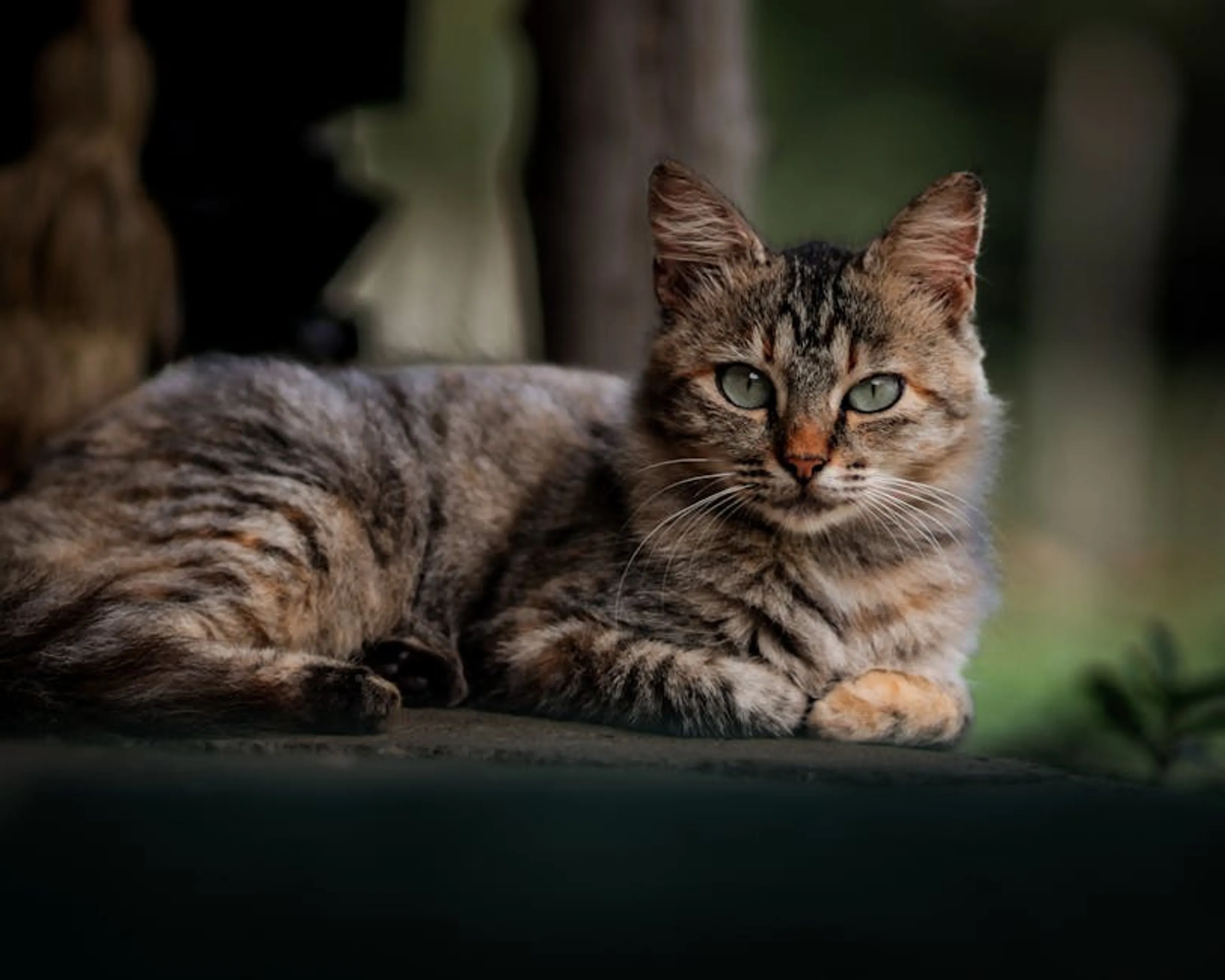 A serene domestic cat with striking eyes lounges outdoors, showcasing its markings. A cat with an upright tail and forward ears, showing positive body language.