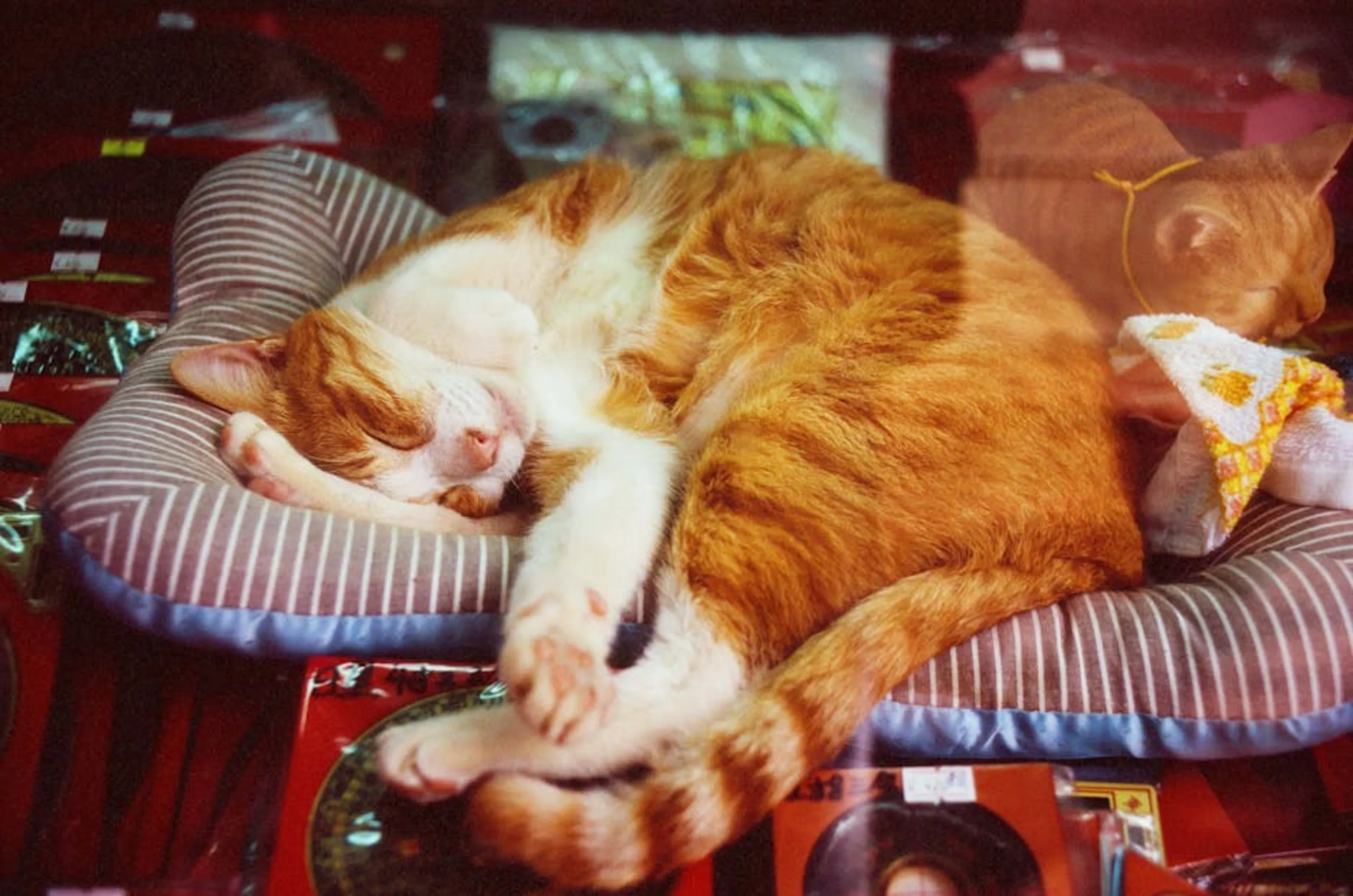 Ginger cat comfortably napping on a striped cushion, surrounded by soft lighting. A cat curled up sleeping soundly in a comfortable, elevated spot.
