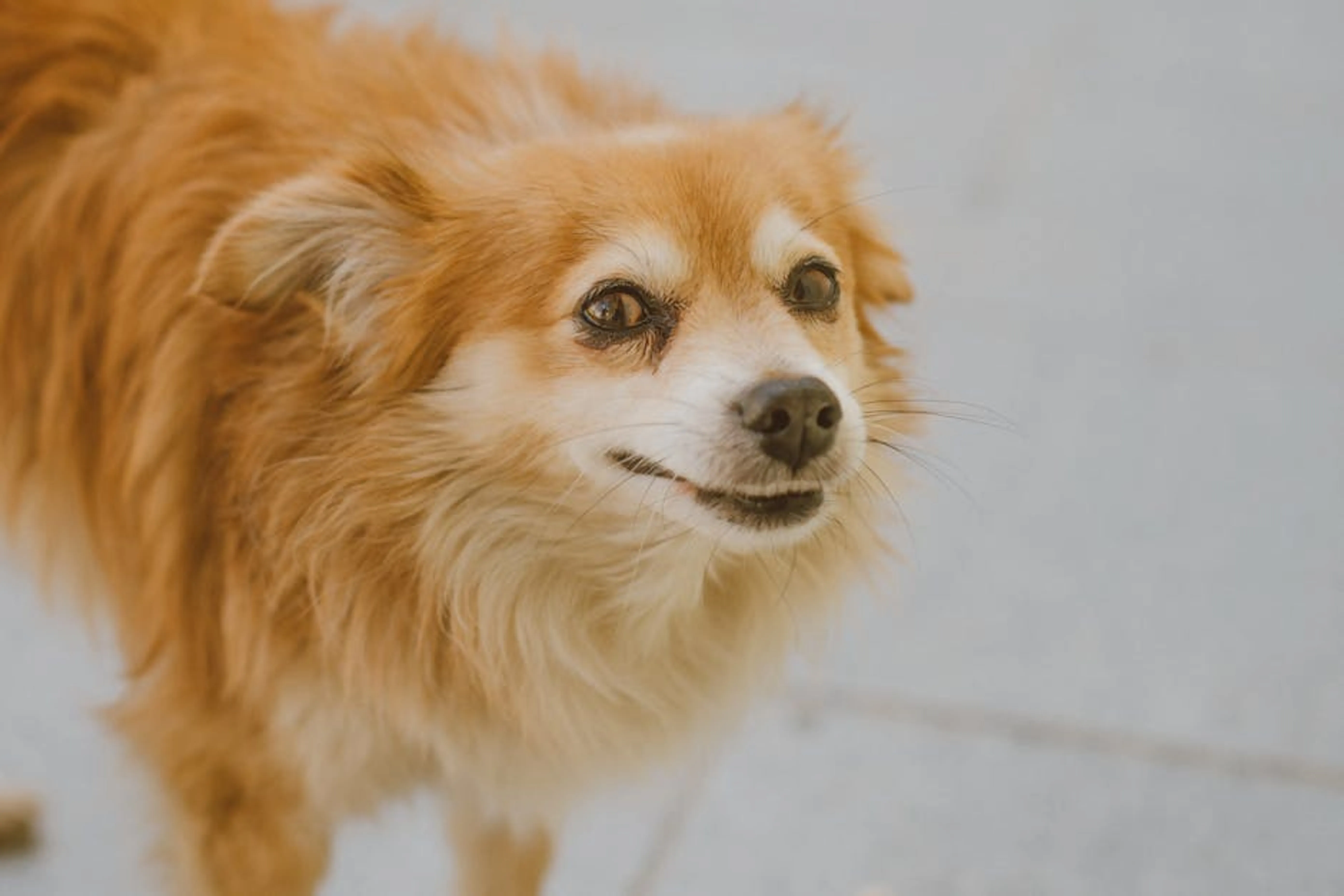Adorable small dog with fluffy fur and expressive eyes outdoors, showcasing its curious gaze. Close-up of a dog's curious face, suggesting hidden depths of personality