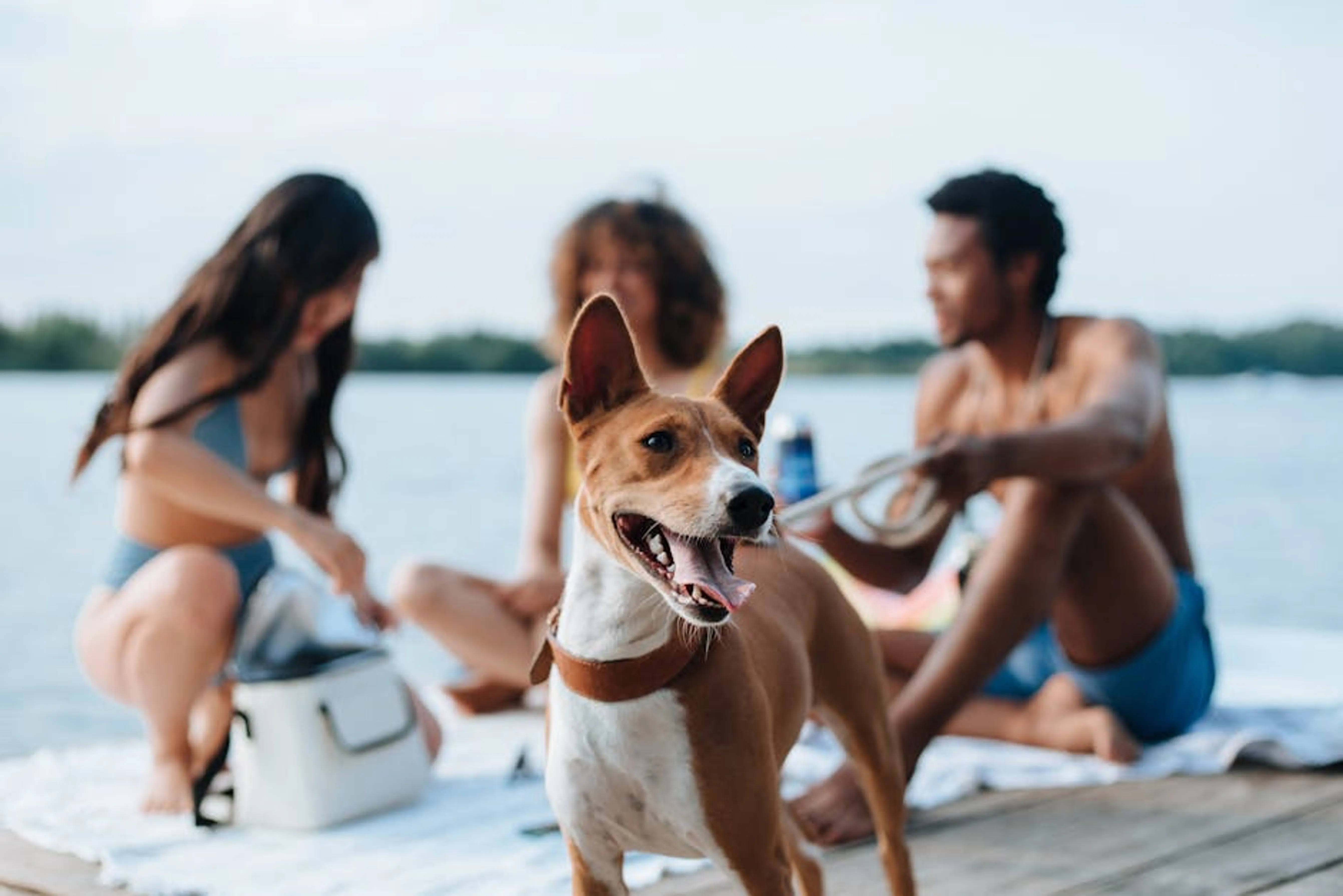 Friends enjoying a sunny day by the lake with a happy Basenji dog. Perfect for summer vibes. A collage of different dog breeds from various groups, highlighting their diversity