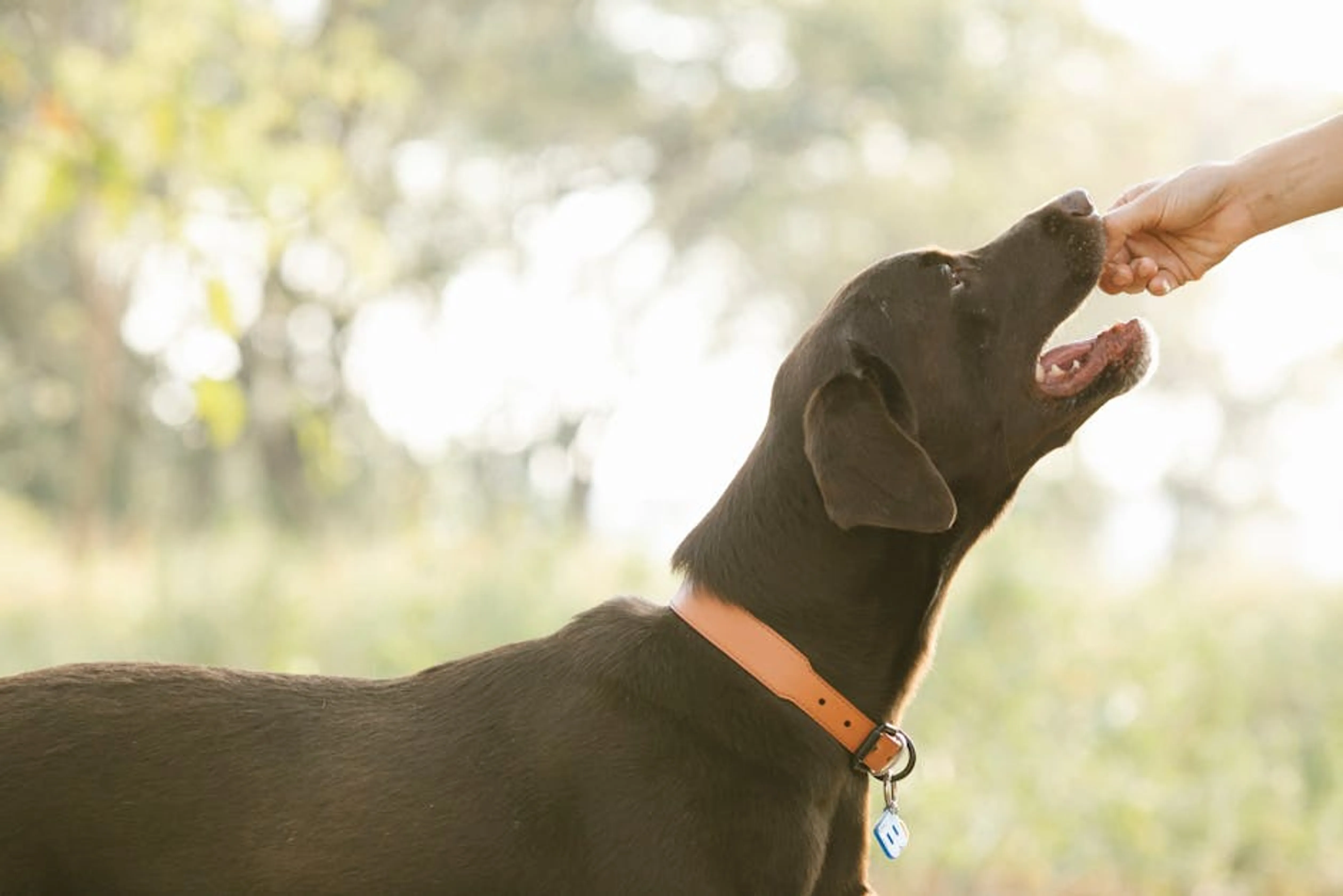 Crop unrecognizable owner giving treat to pedigreed brown Labrador in lush sunny nature A happy dog enjoying a healthy meal in a bowl, illustrating good pet nutrition.