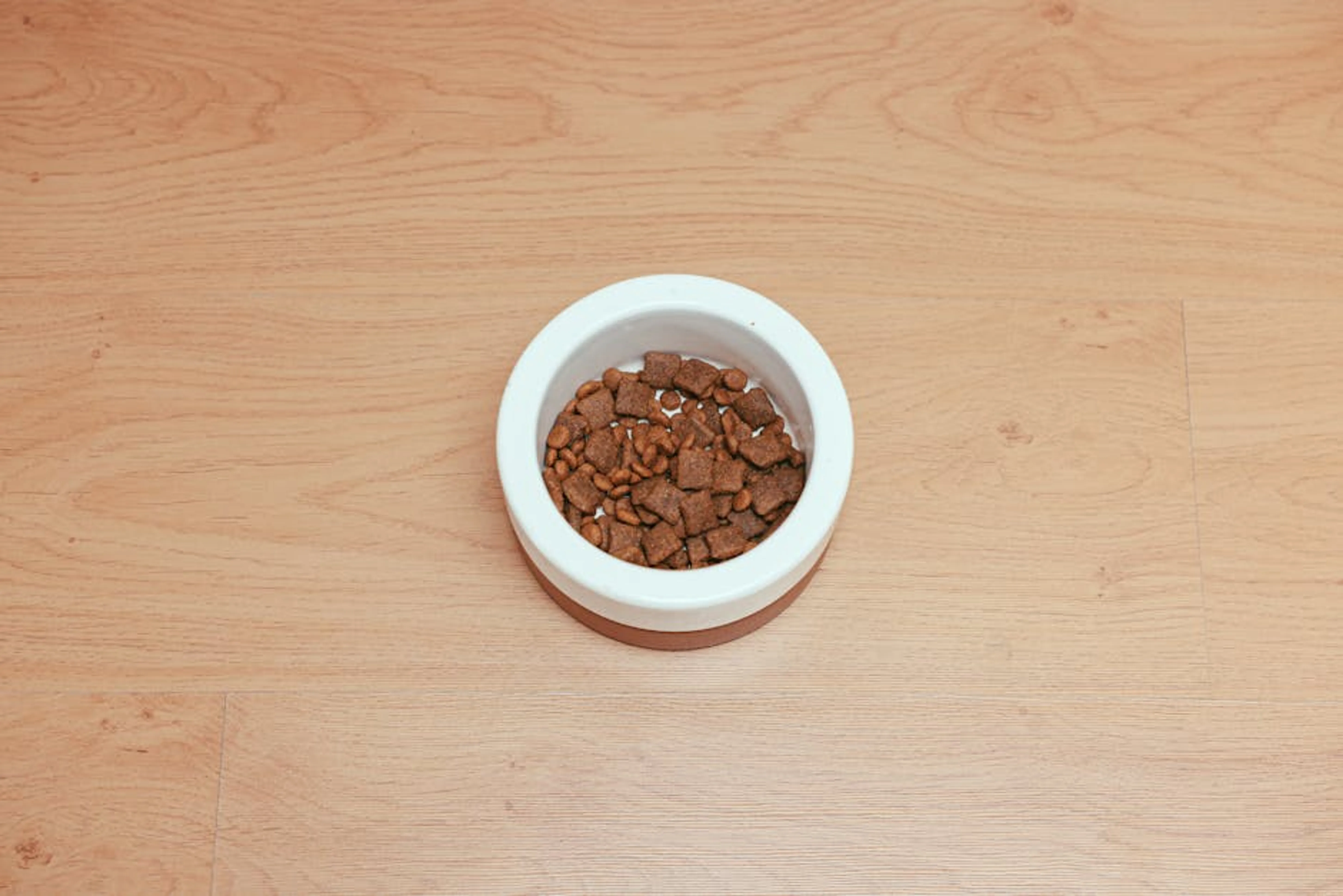 An overhead shot of dog food in a white bowl placed on a wooden floor, offering ample copy space. A full bowl of dry pet food next to a water bowl, symbolizing a balanced diet.