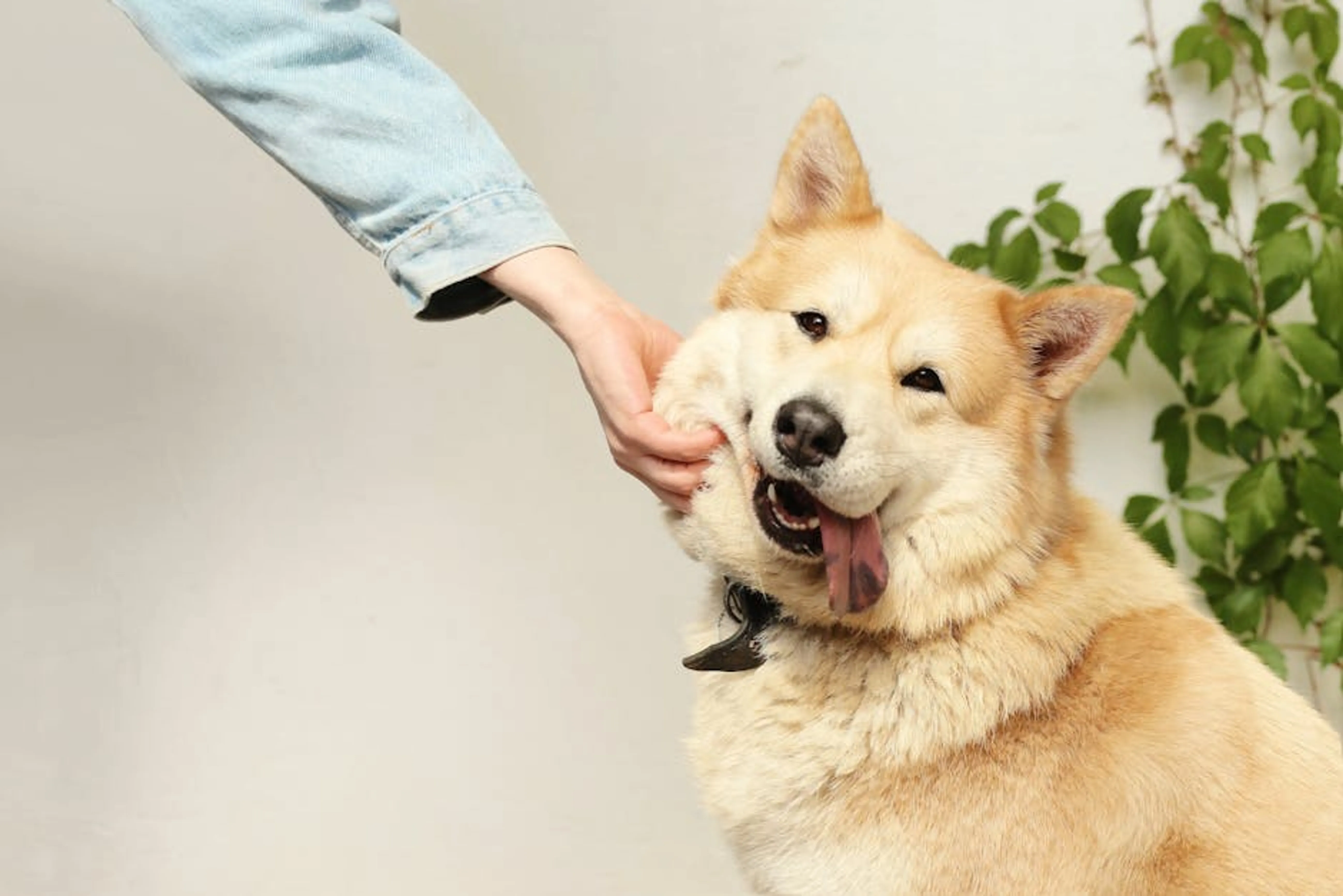 A happy dog being playfully pet indoors by a person. The dog looks joyful and friendly. A happy pet owner gently petting their dog, symbolizing responsible pet care and nutrition.